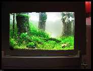 comp_IMG_2887pkr (800 x 600).jpg