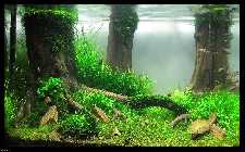 comp_IMG_2909pkr (800 x 600).jpg