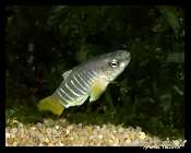 Aphanius fasciatus 002.jpg