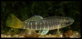 Aphanius fasciatus 007.jpg