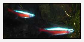 Roter Neon.jpg