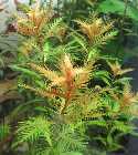 Proserpinaca-Palustris.jpg