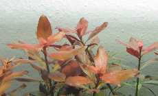 Ludwigia-sp-weinrot1.jpg