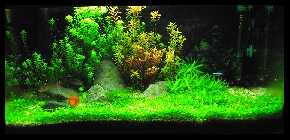 54er 2010 08 16.jpg
