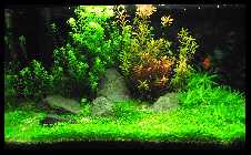 54er 2010 08 19.jpg