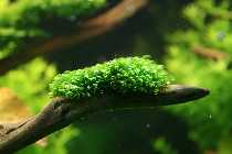 05.05.08 assimilation 003_(800_x_600).jpg