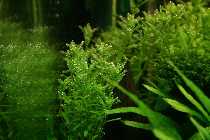 05.05.08 assimilation 007_(800_x_600).jpg