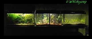 Tausendteilepuzzel3x60.jpg