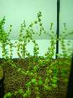 rotala_pearl_2.jpg