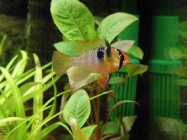 AQ_03.12.2010_mikrogeophagus.jpg