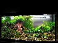 PC110061_(800_x_600).jpg