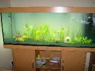 Mein Aquarium am  17.12 .2010 002.jpg