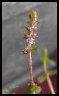 Rotala Rotundifolia.jpg
