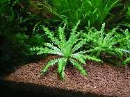 P.Helferi 02.01.11.jpg