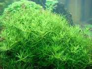 limnophila sp. vietnam 007.jpg