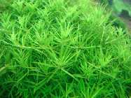 limnophila sp. vietnam 008.jpg