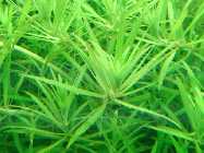 limnophila sp. vietnam 010.jpg