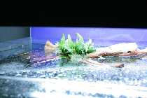 hardscape 006 800x600.jpg