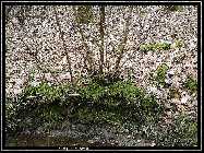 comp_DSC09127.jpg