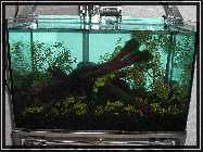 compAquarium Without Sunshade 018.jpg
