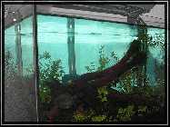 compAquarium Without Sunshade 015.jpg