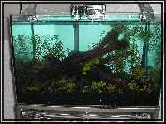 compAquarium Without Sunshade 002.jpg