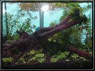 compAquarium Without Sunshade 034.jpg