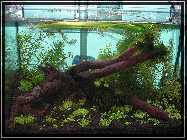 compAquarium Without Sunshade 035.jpg
