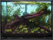 compAquarium Without Sunshade 036.jpg