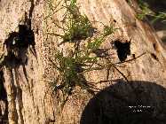 IMG_8675.jpg