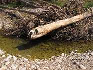 IMG_8686.jpg
