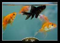 blacky6-2.jpg
