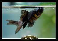 blacky1-2.jpg