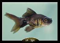 blacky2-2.jpg