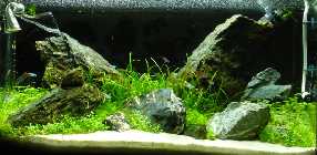 Iwagumi_1_150511nal.jpg