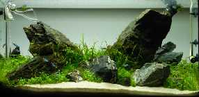 Iwagumi_2_150511nal.jpg