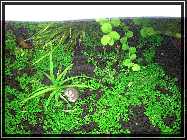 compAquarium Without Sunshade 007.jpg