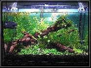 compAquarium Without Sunshade 003.jpg