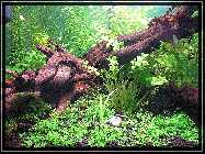 compAquarium Without Sunshade 004.jpg