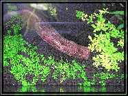 compAquarium Without Sunshade 008.jpg