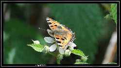 comp_DSC09656.jpg