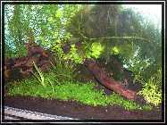 compAquarium Auenland 114.jpg