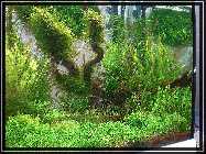 compAquarium Auenland 122.jpg