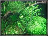 compAquarium Auenland 133.jpg