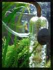 compAquarium Auenland 146.jpg