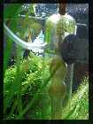 compAquarium Auenland 148.jpg