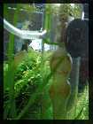 compAquarium Auenland 149.jpg