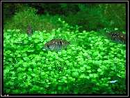 compAquarium Auenland 017.jpg