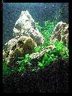 compAquarium Iwagumi 003.jpg