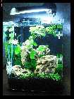 compAquarium Iwagumi 027.jpg